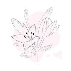 Floral background, flowers in thin lines, minimalistic lilies