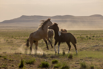 Fototapeta na wymiar Wild Horse Stallions Fighting in the Utah Desert in spring