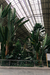 palm tree in the garden, Central Station, Madrid
