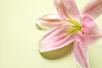 Beautiful lily flower on green background