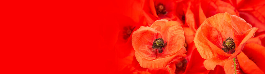 poppy flower - common poppy - Papaver rhoeas