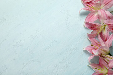 Obraz na płótnie Canvas Beautiful lily flowers on blue background