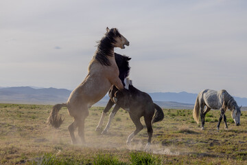 Wild Horse Stallions Fighting in the Utah Desert in spring