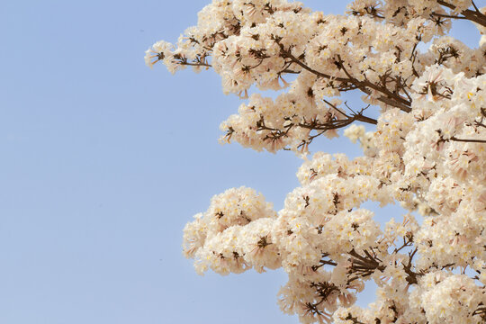 Alguns galhos de ip&ecirc; branco florido com c&eacute;u azul ao fundo.