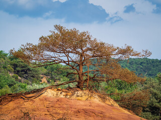 Trees and vegetation covering the red sands. Abstract Rustler canyon moher cliffs landscape....