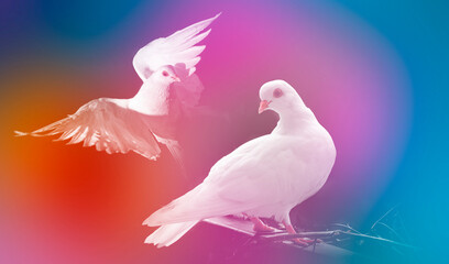 white pigeon in colored background