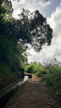 Vertical Video: Hiking track at levada in Madeira through lush green forest