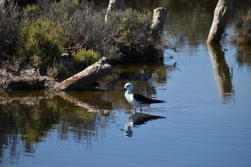 l'&eacute;chasse blanche