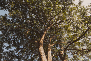 Fototapeta premium TREE TOP