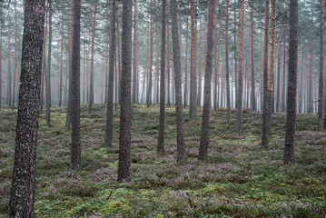 Obraz premium Flowering heather or ling (lat. Calluna vulgaris) in the pine forest at foggy summer morning