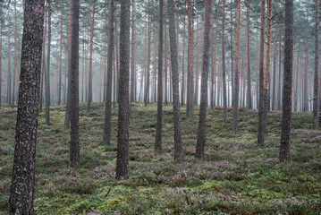 Flowering heather or ling (lat. Calluna vulgaris) in the pine forest at foggy summer morning