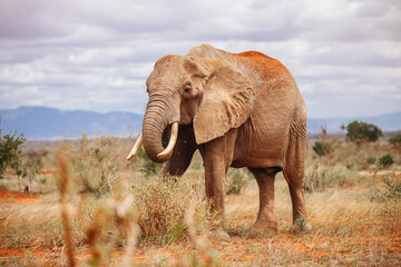 Fototapeta na wymiar African elephant in wild nature of kenya