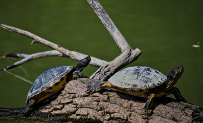 Fototapeta premium Tartarughe