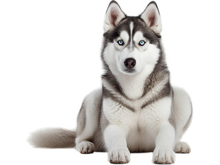 Siberian Husky Sitting Alert, No Background