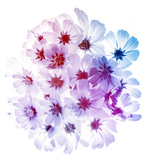 Obraz na płótnie Canvas a beautiful floral background from flower petals