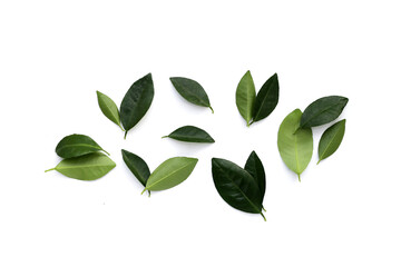 Naklejka premium Citrus leaves on a white background.