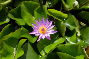 Beautiful water lily. Lotus flower with green leaves