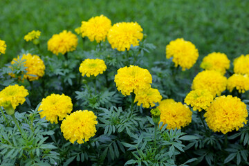 Beautiful marigold flower in the garden