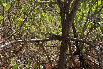 Black Spiny-tailed Iguana Ctenosaura similis