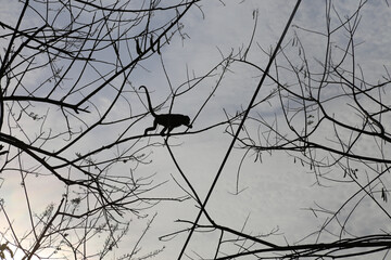 Mantled Howler Monkey ( Alouatta palliata ) on a tree in silhouette