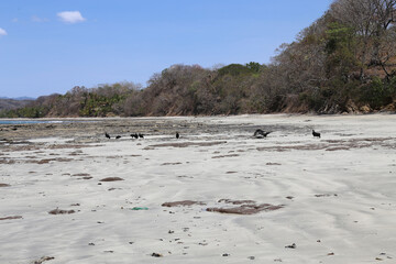 Black Vulture ( Coragyps atratus ) walking on the beach in Guanacaste, Costa Rica