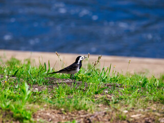 bird on the grass
