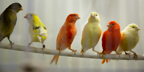 Four canary birds (Serinus canaria) sitting in a branch