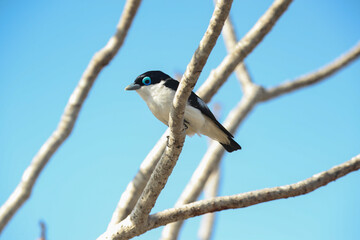 Chabert vanga, Leptopterus chabert, perched on a branch