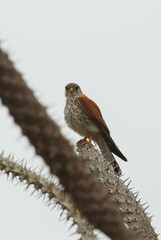 Madagascar kestrel, Falco newtoni, perching on a branch