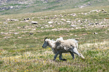 Mountain Goat on Beartooth highway