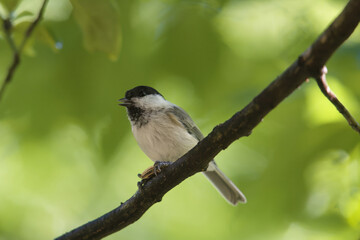 枝にとまるコガラ