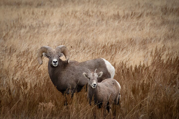 Ram and Ewe in Theodore Roosevelt National Park, North Dakota. - obrazy, fototapety, plakaty