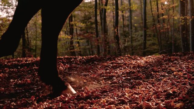 SLOW MOTION, LENS FLARE: Hooves of a brown horse galloping through autumn forest. A detailed view of horses legs running through the lush woods and stepping on fallen dry leaves in beautiful sunlight.