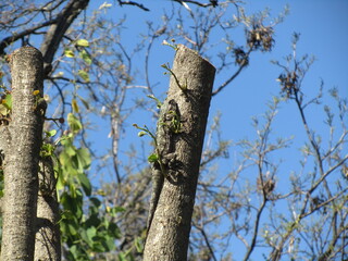 Tree Agama Female
