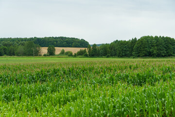 A large cornfield and a forest on the horizon. Summer landscape. Beautiful nature on a warm sunny day far from the city. A farm for growing corn for cattle feed.