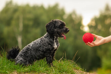 Happy dog, hand giving ball, person holding a dog toy in the park, maltipoo
