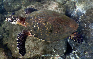 Costa Rica Sea life