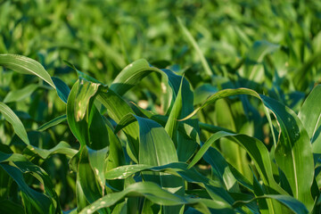 A large cornfield. Ripe corn cobs and green leaves close-up. A farm for growing corn for livestock feed.