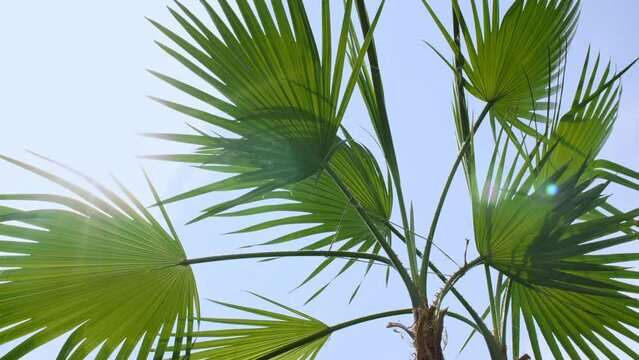 Palm trees bottom view on blue sky background. Tropical palm leaf trees at sunlight. Beach on the tropical island. Slow motion. Looking Up. Advertising, background picture. High quality 4k footage