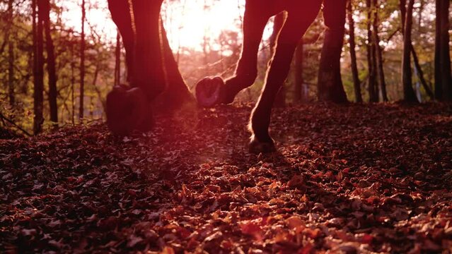 LENS FLARE, SLOW MOTION: Silhouette of a horse galloping through autumn forest. Brown horse running in the woods on fallen tree leaves. Beautiful golden sunrays illuminate leaf covered path in woods.