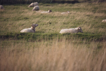 Schaf auf grüner Weide streckt Kopf in die Höhe und blökt