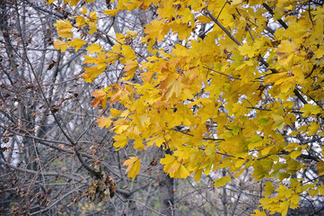 Obraz na płótnie Canvas abstract autumn background - yellow maple leaves