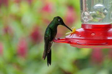 Close up of green hummingbird or colibri sipping  at a birdfeeder.  Location: Mindo Lindo, Ecuador