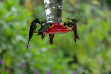 Several hummingbirds or colibris sipping  at a birdfeeder.  Location: Mindo Lindo, Ecuador