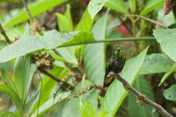 Buff-tailed coronet hummingbird or colibri sitting on a tree branch.  Loction: Mindo Lindo, Ecuador