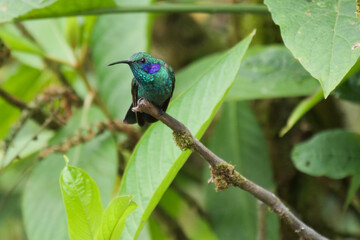 Blue green violetear humming bird or colibri sitting on tree branch.  Location: Mindo Lindo, Ecuador
