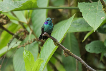 Blue green violetear humming bird or colibri sitting on tree branch.  Location: Mindo Lindo, Ecuador
