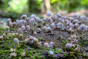 Close up of cluster of small white mushrooms growing between moss on a tree branch. Background...
