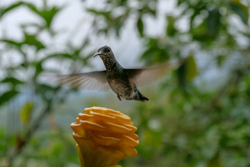 White-necked jacobin hummingbird or colibri in flight, blurred in motion, hovering above a yellow maraca shampoo ginger flower.  Background blurred or out of focus. 