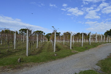 Estrada pelo parreiral